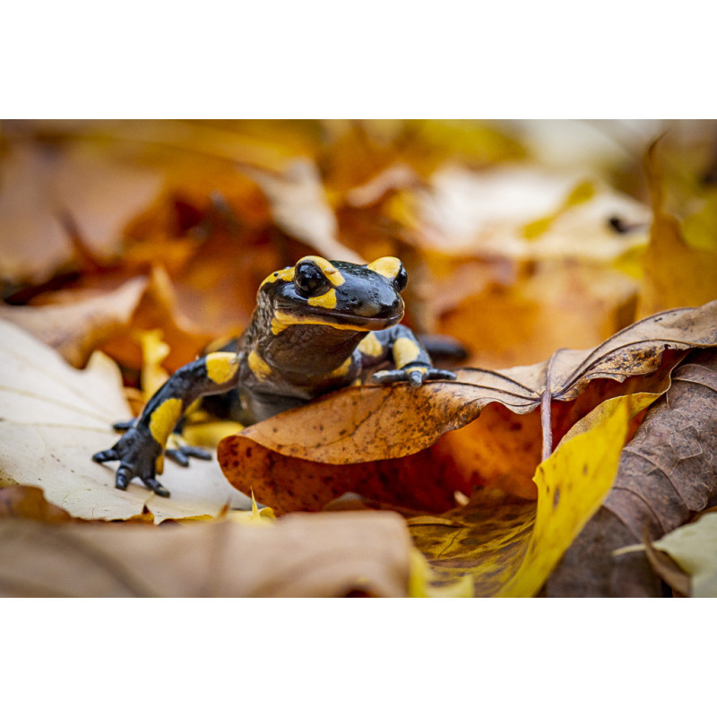 Guide naturaliste complet _ La salamandre tachetée (Salamandra salamandra)