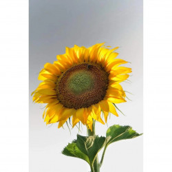 Oeuvre N°178/200,...