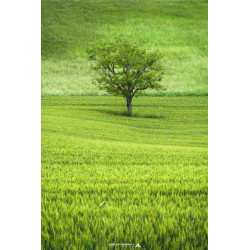 Oeuvre N°165/200,  L'Etre...