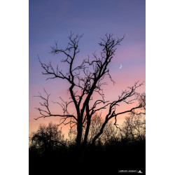 Oeuvre N°181/200,  Comme un...