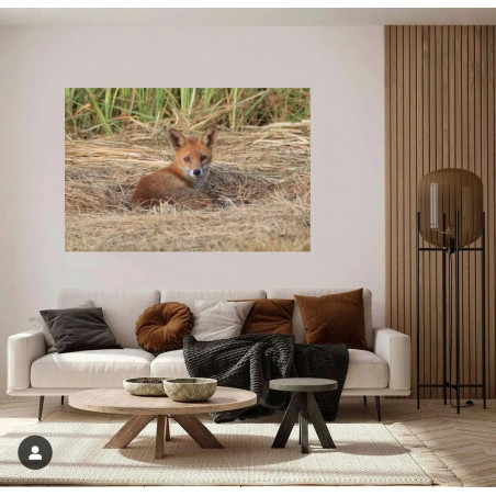 Oeuvre N°182/200, Attendre la rencontre _ Renard _ Villenave d'Ornon _ Cadaujac