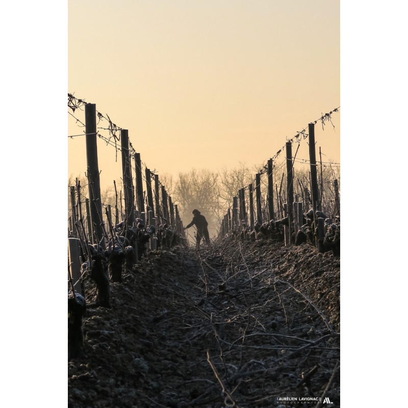 Oeuvre N°113/200_ Au coeur de mes vignes _ Château Carbonnieux, Pessac-Léognan