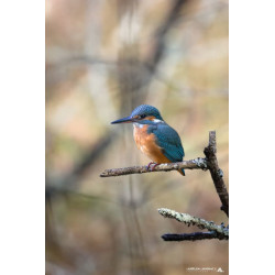 Stage Photo Animalier _ Martin pêcheur _ autour de Bordeaux