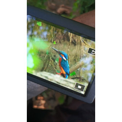 Stage Photo Animalier _ Martin pêcheur _ autour de Bordeaux