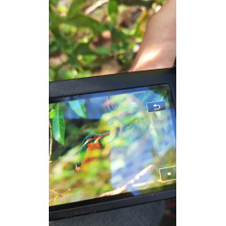 Stage Photo Animalier _ Martin pêcheur _ autour de Bordeaux