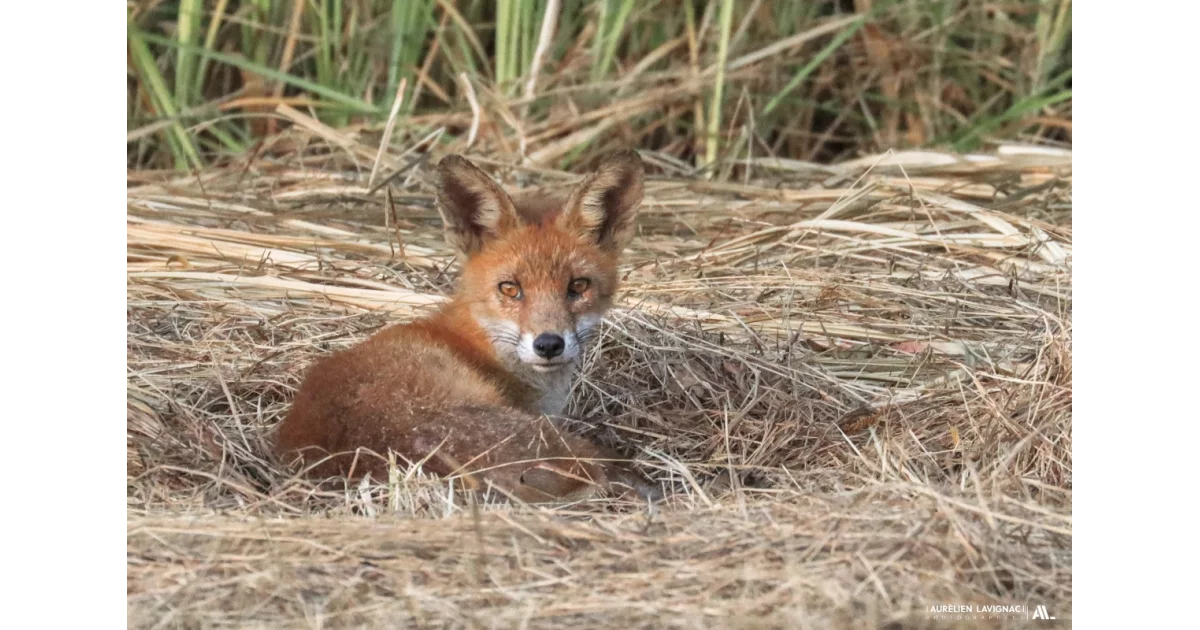 Regard Le Roux Guide Complet _ Renard roux : Observation, Lieux, â Tirage photo d'art ...