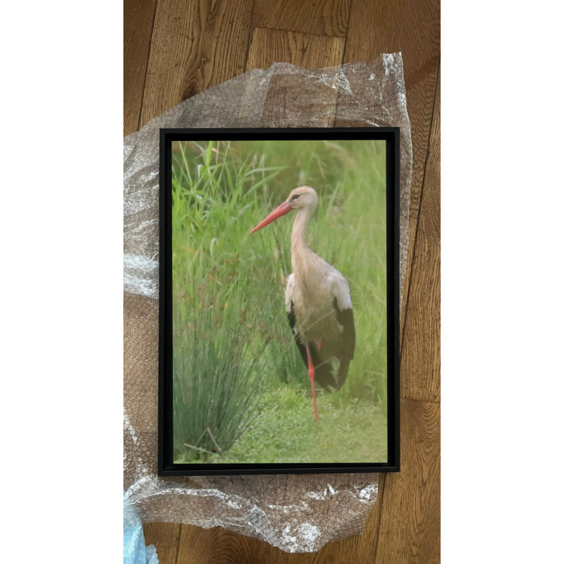 Posters, tableau photo, Tirage d'expo - Animalier - Cigogne - Bordeaux Bègles Cadaujac Gironde - 2025