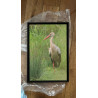 Posters, tableau photo, Tirage d'expo - Animalier - Cigogne - Bordeaux Bègles Cadaujac Gironde - 2025