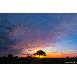 Arbre Solitaire de Charente...