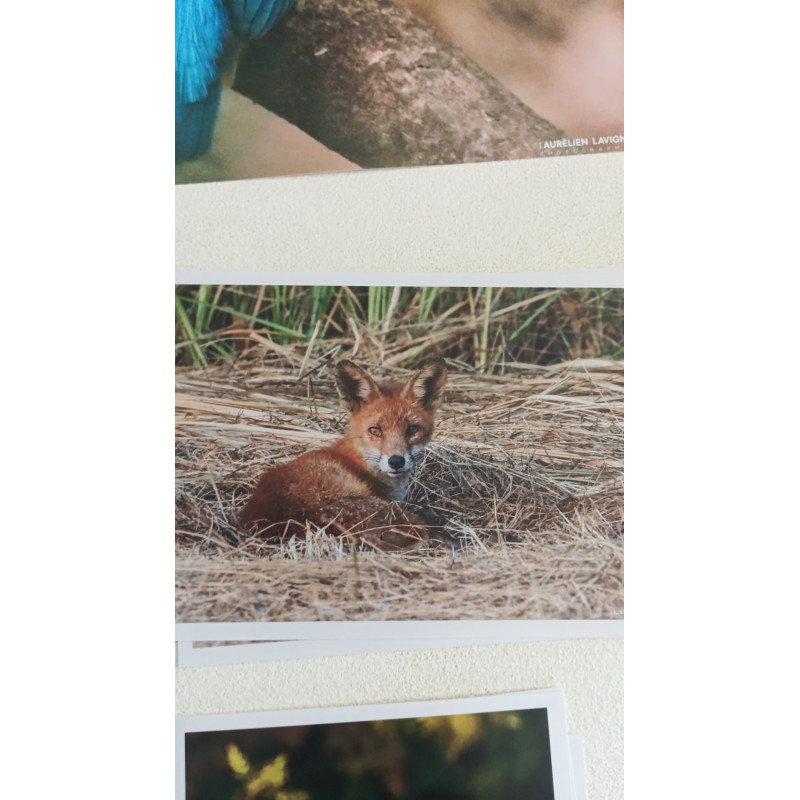 10x15cm - Renard