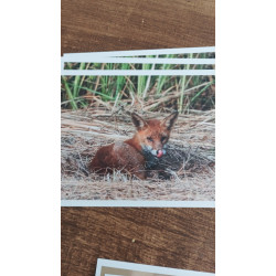 10x15cm - Renard Roux