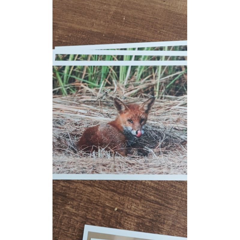 10x15cm - Renard Roux