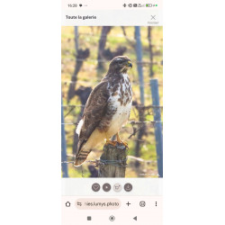 Rapace Buse variable sur...