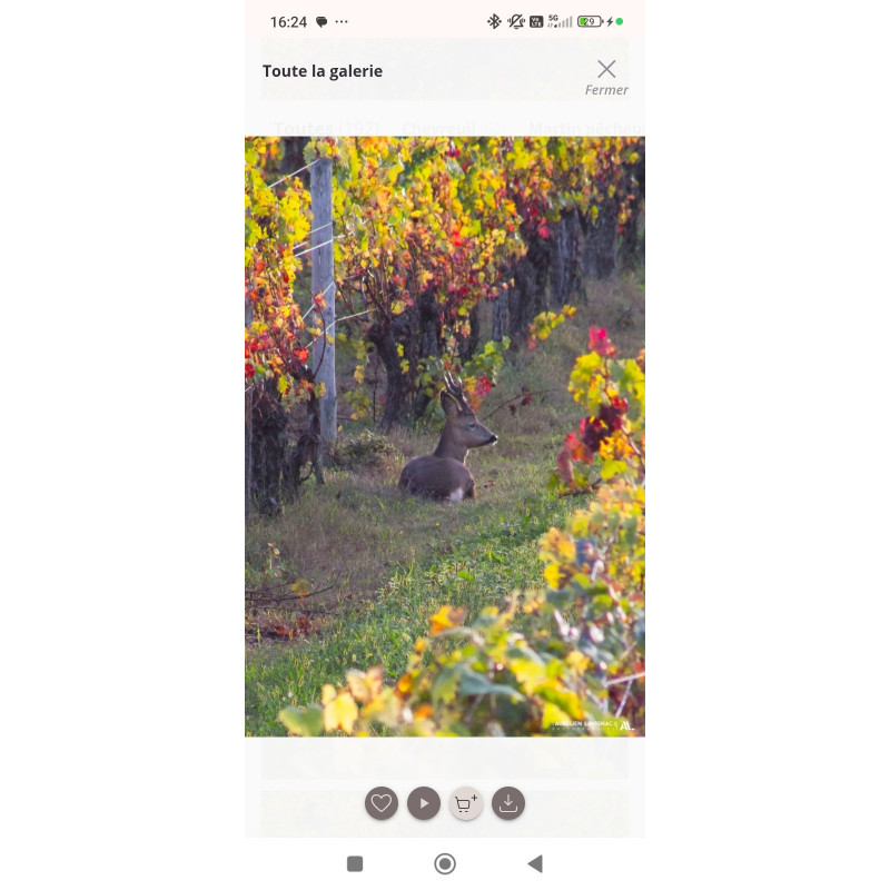 Art - Photo Animalière - Chevreuil au milieu du vignoble bordelais - 2021