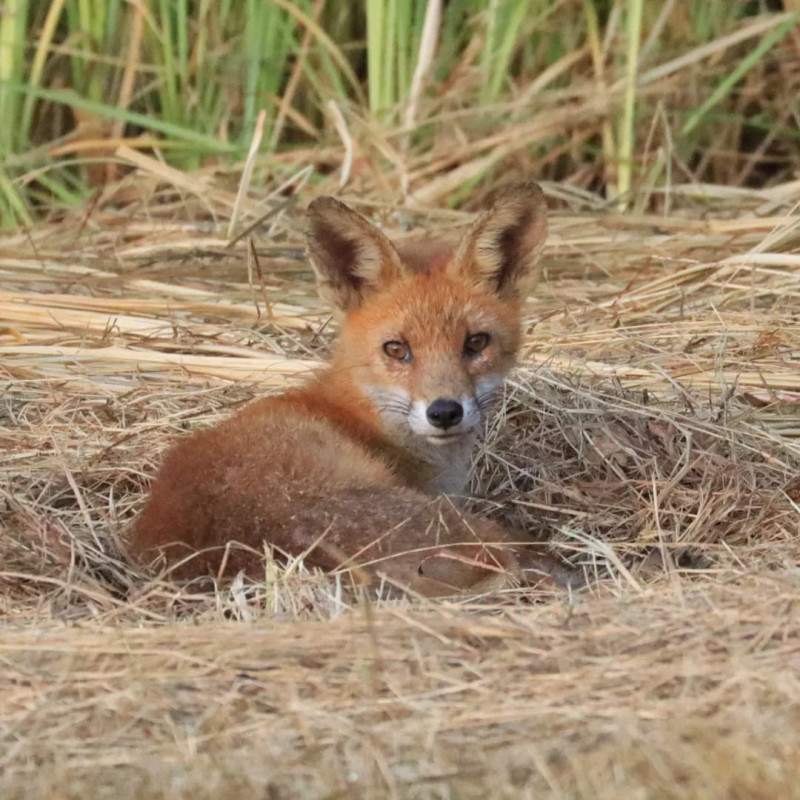 Tableau 40x60cm _ Photo Animalière _ Gironde et Pyrénées