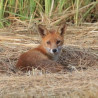 Tableau 40x60cm _ Photo Animalière _ Gironde et Pyrénées