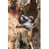 Tableau 40x60cm _ Photo Animalière _ Gironde et Pyrénées