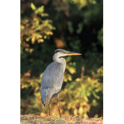 Tableau 40x60cm _ Photo Animalière _ Gironde et Pyrénées