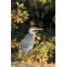 Tableau 40x60cm _ Photo Animalière _ Gironde et Pyrénées