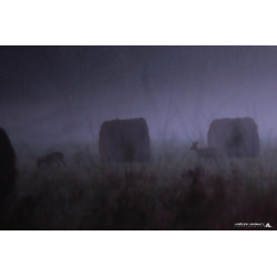 Tableau 40x60cm _ Photo Animalière _ Gironde et Pyrénées