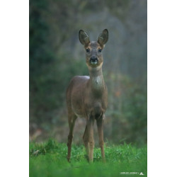 Tableau 40x60cm _ Photo Animalière _ Gironde et Pyrénées
