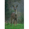 Tableau 40x60cm _ Photo Animalière _ Gironde et Pyrénées