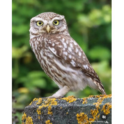 Tableau 40x60cm _ Photo Animalière _ Gironde et Pyrénées