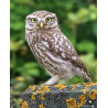 Tableau 40x60cm _ Photo Animalière _ Gironde et Pyrénées