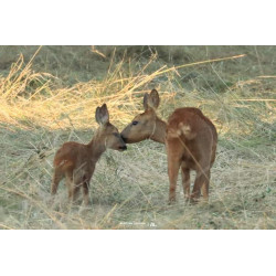 Tableau 40x60cm _ Photo Animalière _ Gironde et Pyrénées