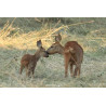 Tableau 40x60cm _ Photo Animalière _ Gironde et Pyrénées