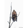 Tableau 40x60cm _ Photo Animalière _ Gironde et Pyrénées