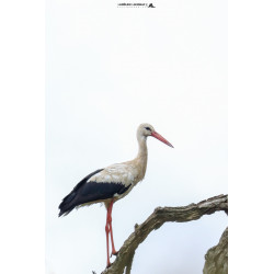 Tableau 40x60cm _ Photo Animalière _ Gironde et Pyrénées