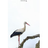 Tableau 40x60cm _ Photo Animalière _ Gironde et Pyrénées