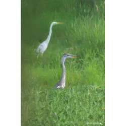 Tableau 40x60cm _ Photo Animalière _ Gironde et Pyrénées