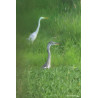 Tableau 40x60cm _ Photo Animalière _ Gironde et Pyrénées