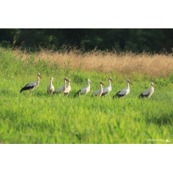 Tableau 40x60cm _ Photo Animalière _ Gironde et Pyrénées