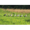 Tableau 40x60cm _ Photo Animalière _ Gironde et Pyrénées