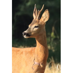 Tableau 40x60cm _ Photo Animalière _ Gironde et Pyrénées