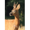 Tableau 40x60cm _ Photo Animalière _ Gironde et Pyrénées