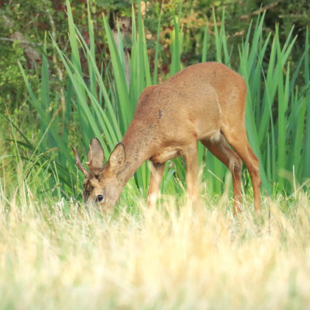 Série Animalière _ Gironde, Charente et Lot et Garonne - 2024