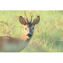 Tableau 40x60cm _ Photo Animalière _ Gironde et Pyrénées