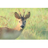Tableau 40x60cm _ Photo Animalière _ Gironde et Pyrénées