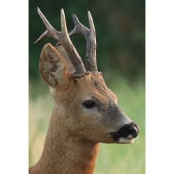 Tableau 40x60cm _ Photo Animalière _ Gironde et Pyrénées