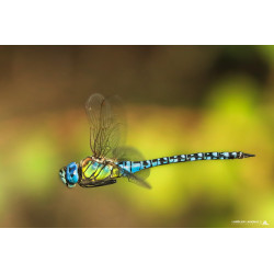 Tableau 40x60cm _ Photo Animalière _ Gironde et Pyrénées