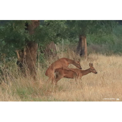 Tableau 40x60cm _ Photo Animalière _ Gironde et Pyrénées