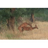 Tableau 40x60cm _ Photo Animalière _ Gironde et Pyrénées