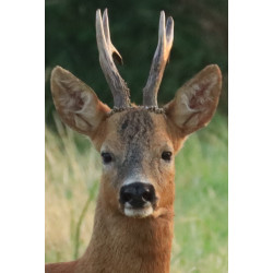 Tableau 40x60cm _ Photo Animalière _ Gironde et Pyrénées