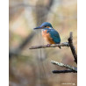 Tableau 40x60cm _ Photo Animalière _ Gironde et Pyrénées
