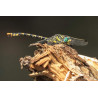 Tableau 40x60cm _ Photo Animalière _ Gironde et Pyrénées