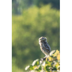 Tableau 40x60cm _ Photo Animalière _ Gironde et Pyrénées